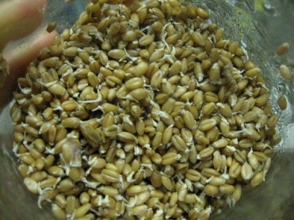imagine cu cerealele germinate